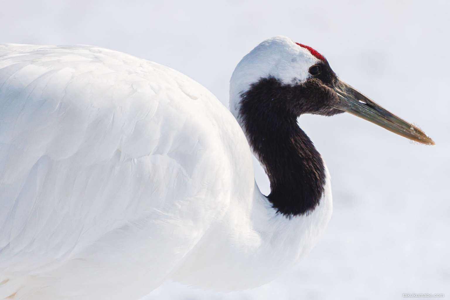 Japanese RedCrowned Cranes Taku Kumabe Photography and Design